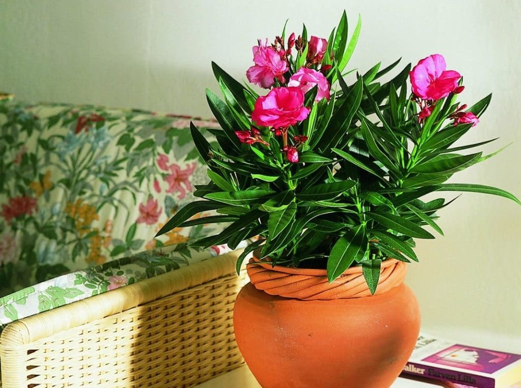 Виды комнатных растений с фото и названием цветущие